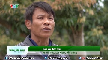 Vải thiều Lục Ngạn đứng trước nguy cơ mất mùa | VOVTV
