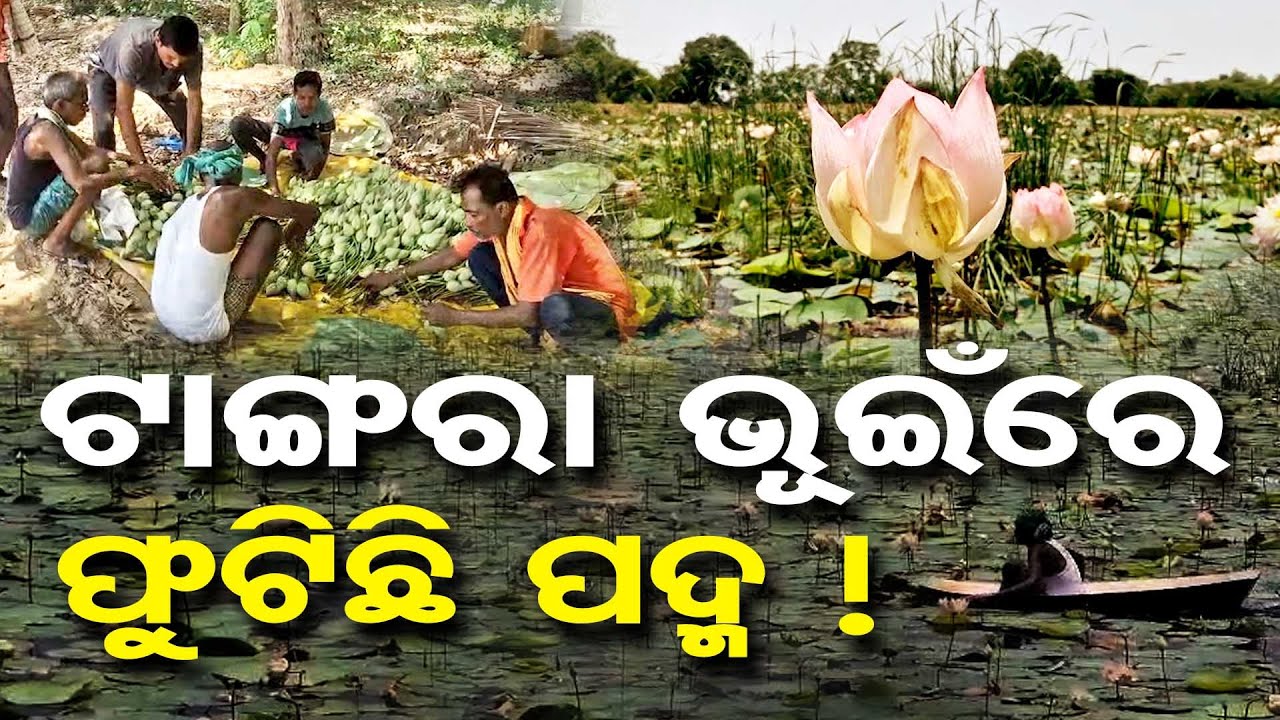 ଟାଙ୍ଗରା ଭୁଇଁରେ ଫୁଟିଛି ପଦ୍ମ ! || Lotus Cultivation || Nuapada || Odisha Reporter