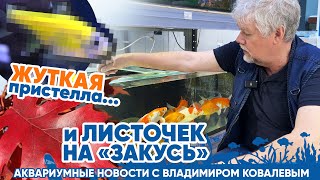 Новости Аквариумного Магазина С Владимиром Ковалевым(17.05.24) Жуткая Пристелла И Листочек На Закусь