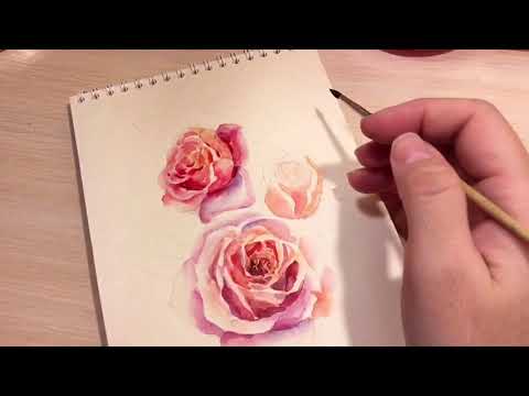 Пишем акварелью нежные розы. Как нарисовать розу для начинающих