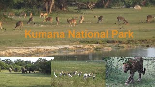 Kumana National Park / Leopards in Sri Lanka /Wildlife in Sri Lanka / Yala East National Park