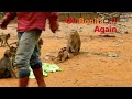 Oh Breaking Heart.!! Bonita Comes Agian And Agian Grab to Adopt Abandoned Monkey Sovana Many Times
