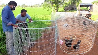 How to Make MURGI IRON Cages for 'Roosters and Hens' Video | FishCutting