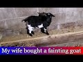 Turning our buck into a wether and we bought a Fainting Goat