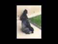 ゴリラの挨拶【王子動物園】2015年6月14日
