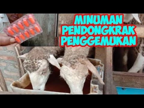 Video: Apakah Resipi Untuk Pengasam Domba