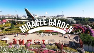 Dubai miracle garden | dubai, uae traveller passport