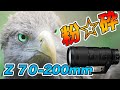 【至極の銘玉】Nikkor Z 70-200mm F2.8を作例付きでレビューします【後編】~大三元望遠レンズの作例~