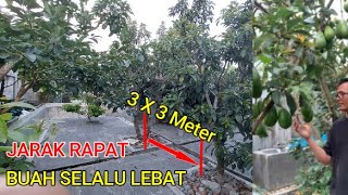 NYATA....!!! BUAH SELALU LEBAT MESKI JARAK TANAM RAPAT