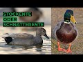 Stockente und Schnatterente sicher bestimmen