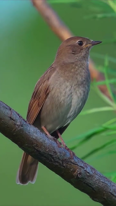 SUARA JAHAT BURUNG SIKATAN LONDO|| GACOR HABIS (BURUNG SULTAN HARGA 60-160 JUTA)