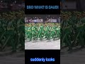 BRO WHAT IS SAUDI ARABIA PREPARING FOR? #news #恋愛 #西オーストラリア #雑学 #恋のはじまり #worldnews #politics