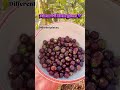 In Goa, this fruit is called Chara 💜What do you call it in your place? where are you watching from?