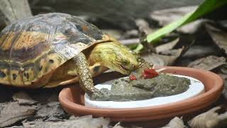 Delicious pancake treats at Jersey Zoo!