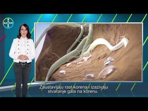 Video: Šta su nematode kaskadere – Upravljanje simptomima nematoda kaskadera