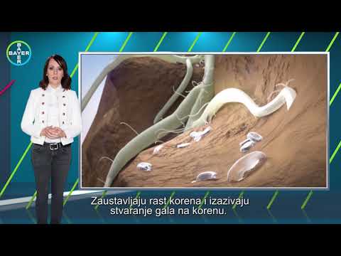 Video: Liječenje nematoda na pekanima – što učiniti za pekane s nematodama s korijenskim čvorom