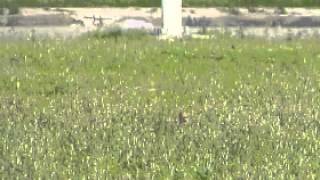 20130429_南寮_三隻小鳥_放大2