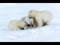 «По следам белого медведя», видео путешествие, 6+. Сосновская ДБФ