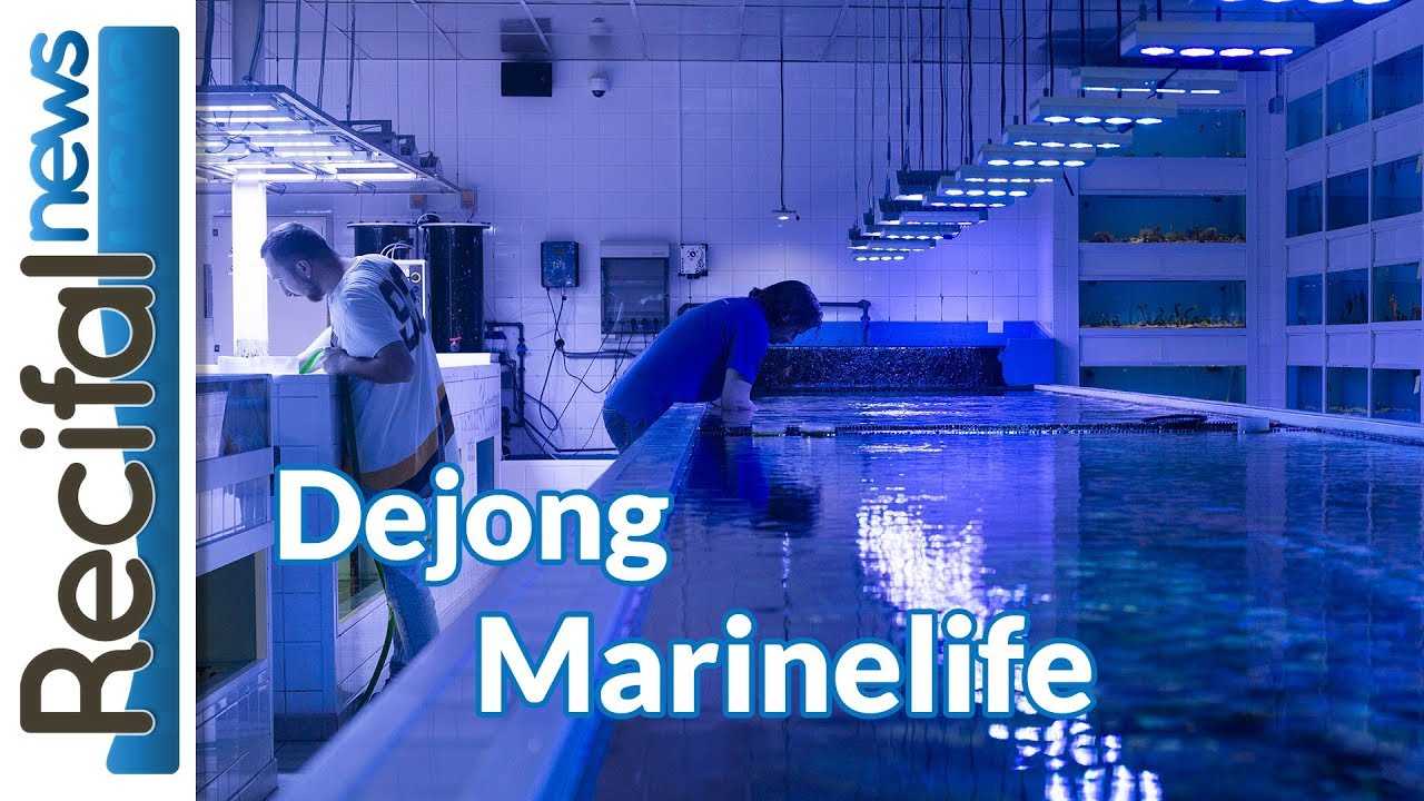 De jong Marinelife : visite du plus gros importateur de coraux et de poissons d'Europe !