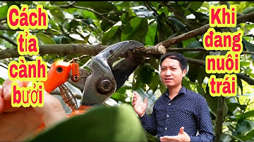 Hướng dẫn tỉa cành trên cây bưởi đang nuôi trái_bưởi Rỏn