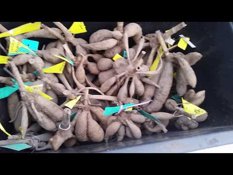 Video: Kedy a ako zasadiť georgíny s hľuzami na otvorenom priestranstve na jar