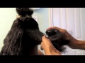 Easy Detangling for Matted Hair