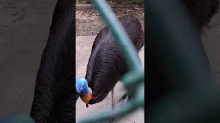 Northern Cassowary at Davao #shorts  #animals