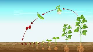 Types of Beans to Grow  - Swahili version