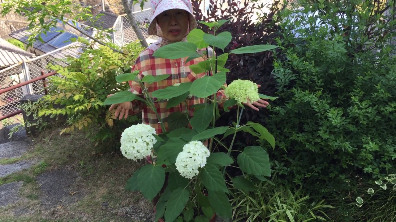 アジサイ アナベルを挿し木して１年 花がたくさん咲きました Youtube