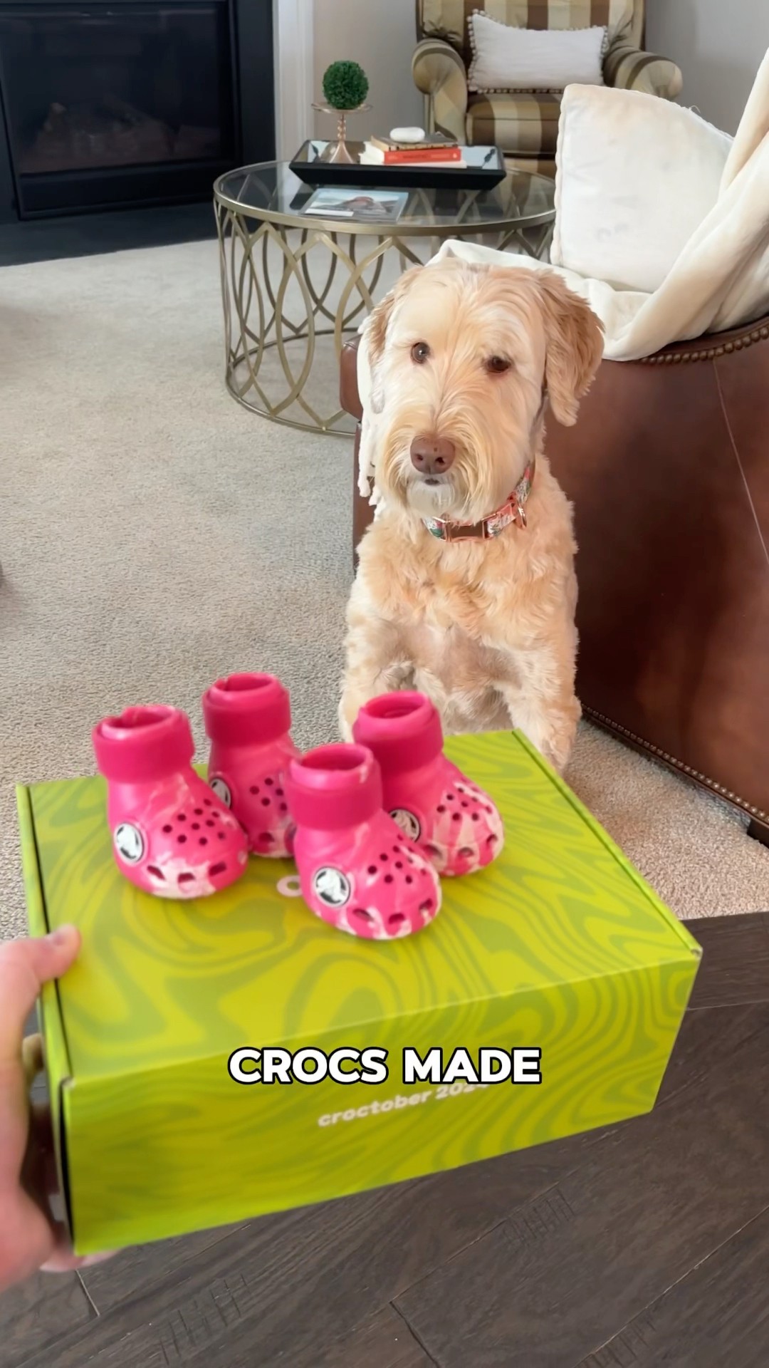 Trying the Viral Dog Crocs🦮 - YouTube