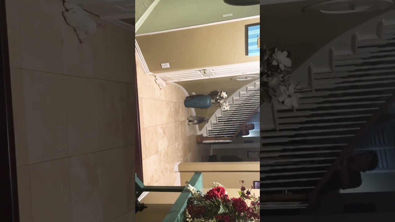 Best Indoor exercise for dogs. 