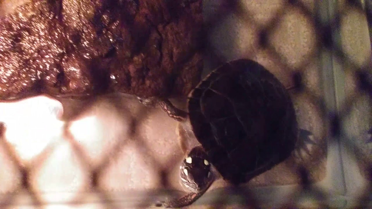camera iphone 8 plus apk The basic turtle tank