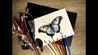 Drawing a realistic butterlfy by using colored pencils / Art by Luk-Draws  #drawing