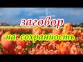 Заговор на Сохранность🌿