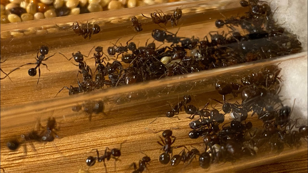 Büyük Messor Kolonisinin Son Durumu!