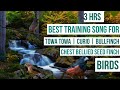 3 hrs best training song for  towa towa  curio  bullfinch  chestnutbellied seed finch  birds