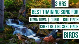 3 hrs BEST TRAINING SONG FOR | TOWA TOWA | CURIO | BULLFINCH | CHESTNUT-BELLIED SEED FINCH | #birds