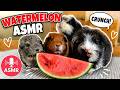 Guinea Pigs Eating Watermelon | Crunchiest Guinea Pig Sound ASMR