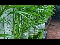 Growing water spinach without soil on bottle cup