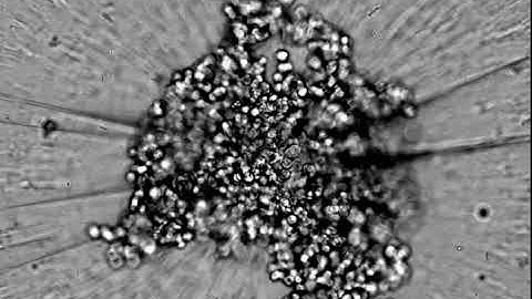 Kinetic Spheroid Formation 24Hour Video