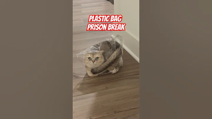 Watch the video about Trapped Cat's HILARIOUS Plastic Bag Escape! 😹 | Funny Pet Fail | Cute Cat Videos