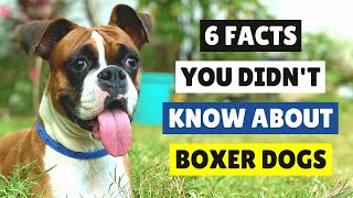 6 Facts You Didn't Know About Boxer Dogs