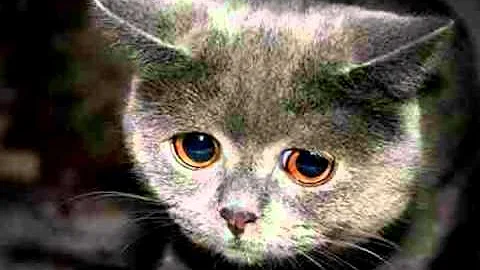 The Link Between Animal Abuse + Domestic Violence