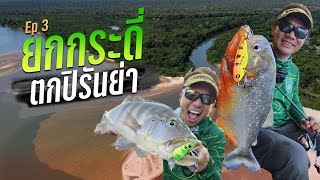 กบยางไทยตกปลาแอมะซอน กระดี่ตกปลาปิรันย่า!! แม่น้ำอาราไกวยา EP. 3