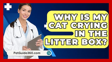 Why Is My Cat Crying In The Litter Box? - PetGuide360.com