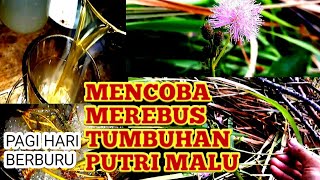 Download lagu MEREBUS TUMBUHAN PUTRI MALU