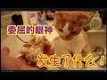 [把碧池的毛都剪光了？]剪毛这么乖的猫咪超可爱！都快睡着了ww 夏天来了 凉爽起来！！