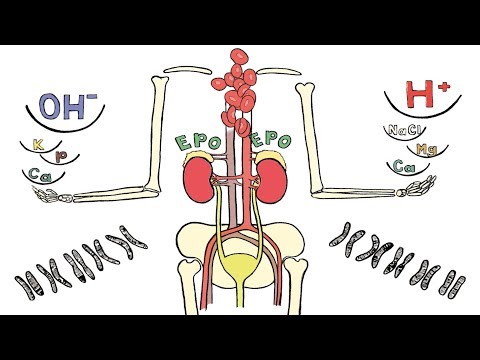 Video: Klinische Überprüfung: Nierenröhrenazidose - Ein Physikochemischer Ansatz