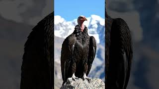 World’s Largest Flying Bird 😨