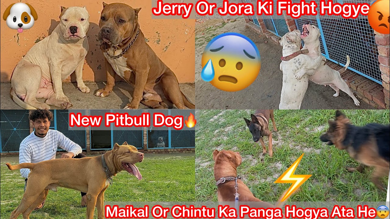 Dangerous Pitbull Dog Maikal Ki Entry Hui Farm Par🐶Ata He Chintu Se Panga😨|| Jora Or Jerry Bhid Gye😰